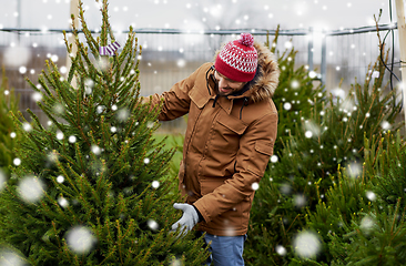 Image showing happy man choosing christmas tree at market