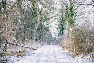 Image showing Snow on a forest trail in the wintertime