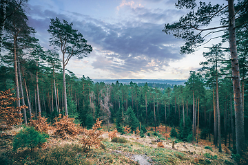 Image showing Pine tree forest in the sunset