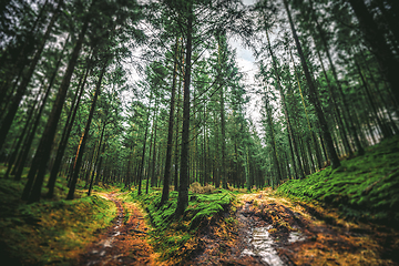 Image showing Pine trees in the forest