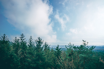 Image showing Tree tops in a misty forest