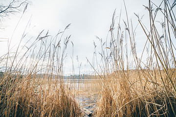 Image showing Tall rushes by an idyllic lake in the fall