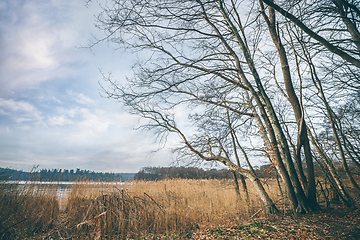 Image showing Trees near a lake in a beautiful autumn landscape