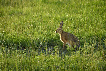 Image showing Large hare on a green meadow in the summer