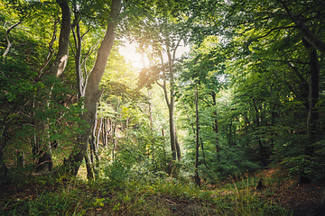 Image showing Green forest with sun peaking through the leaves