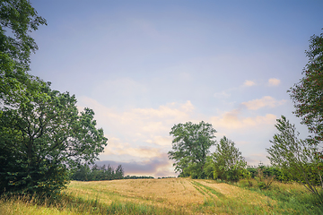 Image showing Wheat crops in a rural summer landscape