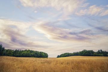 Image showing Summer landscape with golden grain crops