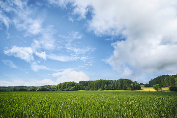 Image showing Green crops on afield in the summer