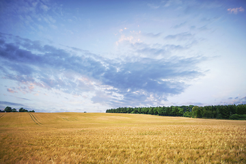 Image showing Golden grain in a summer landscape