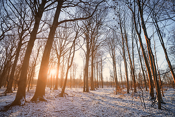 Image showing Sunrise in the forest with snow on the ground