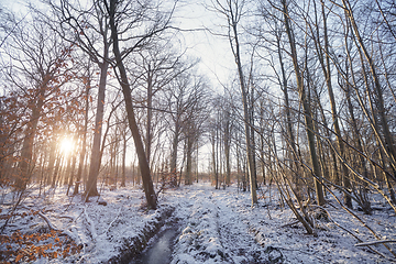 Image showing Sunrise in the forest with snow on the ground