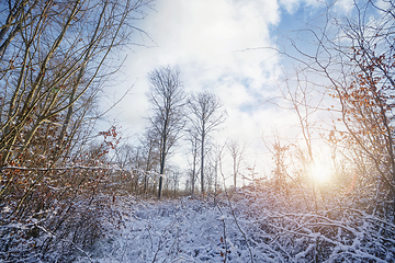 Image showing Winter scenery in the sunrise