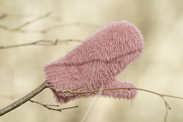 Image showing Lost mitten on a branch in a bright forest