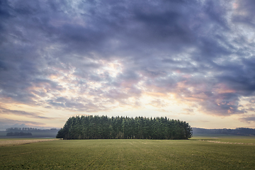 Image showing Small pine tree forest