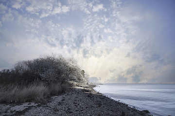 Image showing Blooming tree on a pebble beach