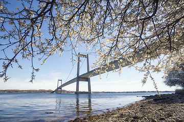 Image showing Large bridge over water with a blooming tree