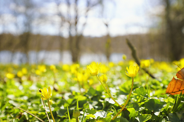 Image showing Yellow eranthis blooming in the sun