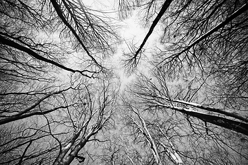 Image showing Treetops reaching for the sky