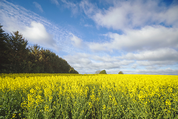 Image showing Yellow rapeseed field on a sunny day