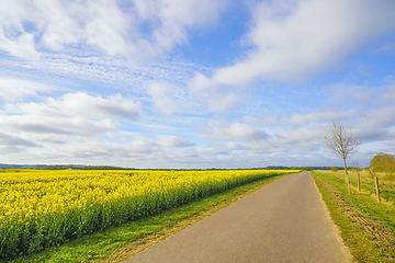 Image showing Countryside road with a yellow blooming canola field