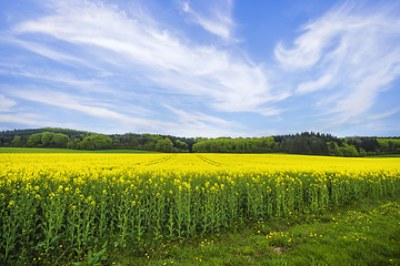 Image showing Beautiful rapeseed field with yellow flowers