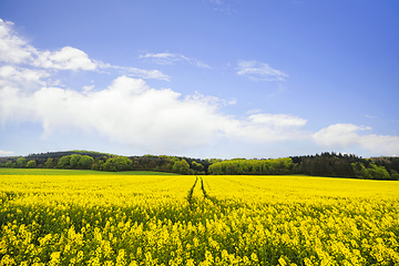 Image showing Yellow canola field with tire tracks