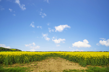 Image showing Dry soil at a canola field in a rural landscape