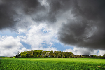 Image showing Green field in front of a small forest