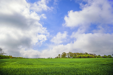 Image showing Green field under a blue sky