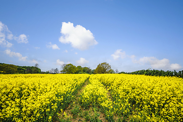Image showing Yellow canola field blooming with colorful flowers