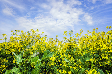 Image showing Yellow canola flowers reaching for the sky