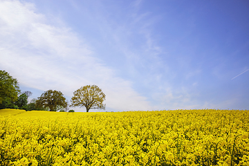 Image showing Yellow canola field on a sunny day