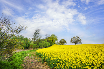 Image showing Trail at a canola field with blooming yellow flowers