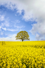 Image showing Lonely tree in a yellow canola field