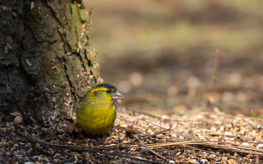 Image showing Eurasian siskin (Spinus spinus) on ground