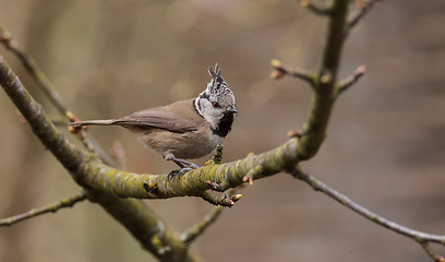 Image showing European crested tit(Lophophanes cristatus) and sparrow