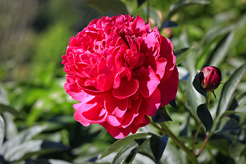 Image showing Red Peony Flower Close Up