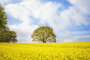 Image showing Tree in a yellow canola field