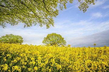 Image showing Green branch hanging over a yellow canola field