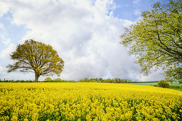 Image showing Colorful rapeseed field in a rural setting