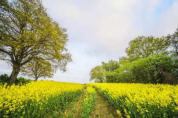 Image showing Yellow canola field with tire tracks