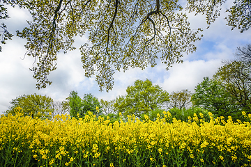 Image showing Yellow canola flowers under a tree