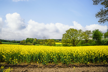 Image showing Yellow rapeseed fields in a rural countryside landscape