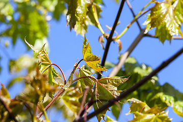 Image showing young maple