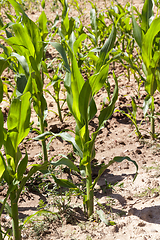 Image showing beautiful young corn