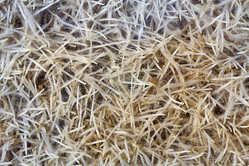 Image showing pile of sprouted wheat