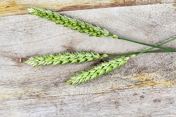 Image showing three green wheat