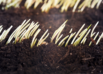 Image showing rows of wheat