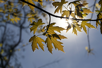 Image showing backlit young foliage