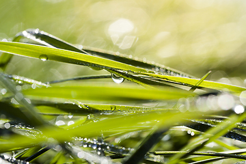 Image showing green grass with drops